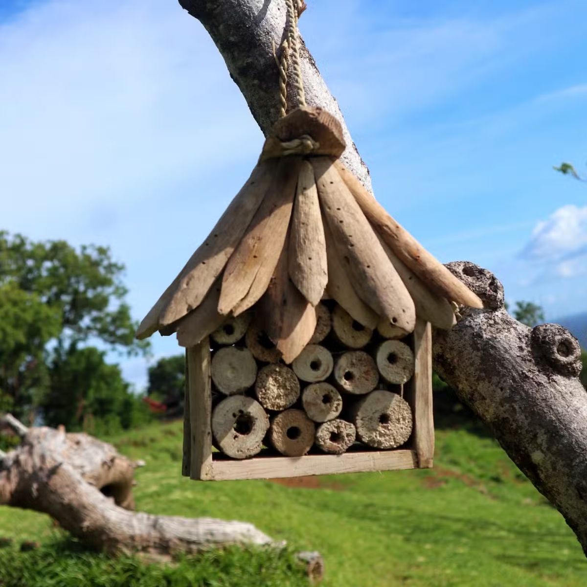 Driftwood Bee and Insect Box