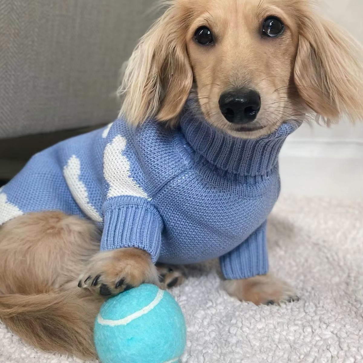 A small, long-haired dog wears a Warm Sweater for Dachshund with white cloud patterns while sitting on a soft, light blanket. One paw rests on a bright blue tennis ball as the pup gently gazes at the camera.