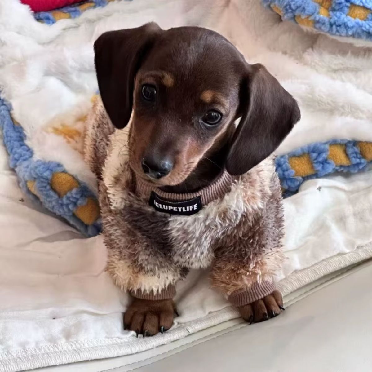A small brown dachshund puppy, looking alert with big dark eyes and floppy ears, stands on a white blanket with blue and yellow trim while wearing the Warm Winter Sweater for Little Dogs.