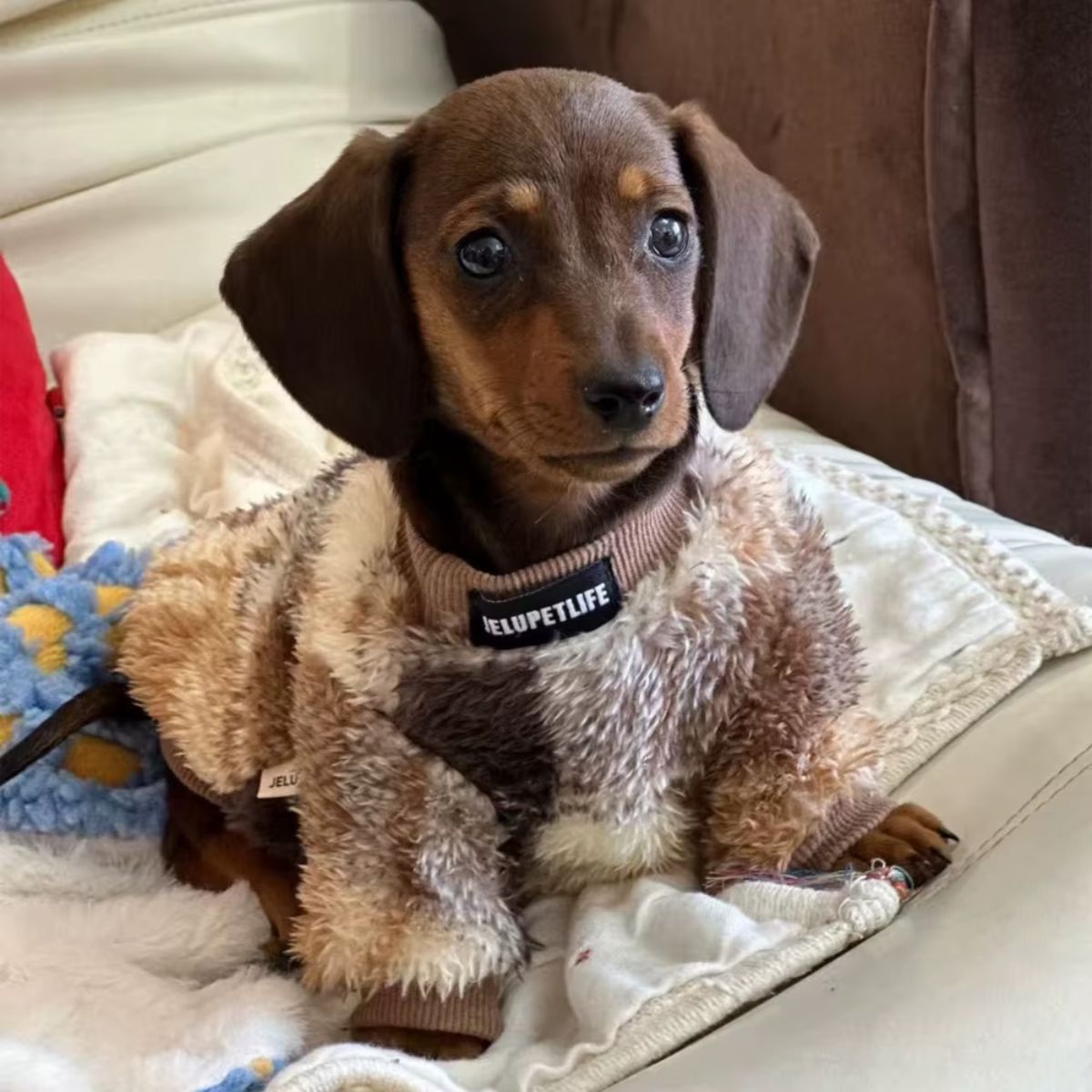 A brown dachshund puppy with big eyes sits on a white blanket, wearing the Warm Winter Sweater for Little Dogs. The pup, perched on the couch, looks alert and curious.