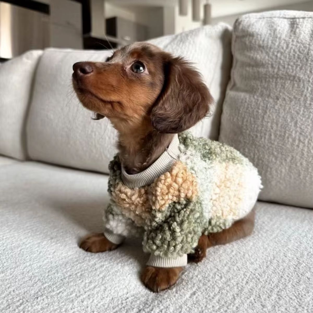 A small brown dachshund puppy sits on a white sofa, looking up and staying cozy in the Warm Winter Sweater for Little Dogs. The bright living room background features modern, neutral decor.